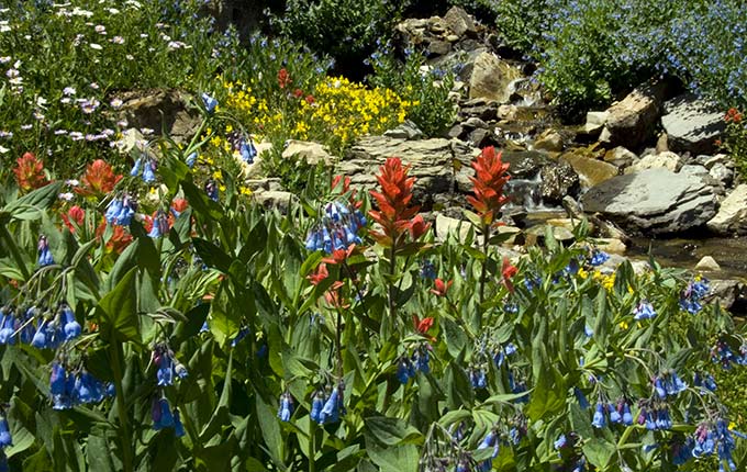 wildflowers emerald lake